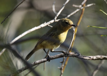 Yellow Thornbill