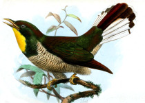 Yellow-throated Bronze Cuckoo