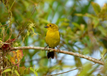 Yellow-throated Brush Finch