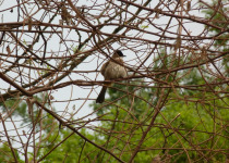 Yellow-throated Bulbul