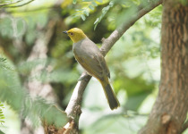 Yellow-throated Bulbul