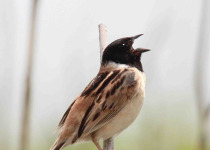 Yellow-throated Bunting