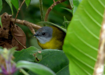 Yellow-throated Chlorospingus