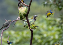 Yellow-throated Euphonia
