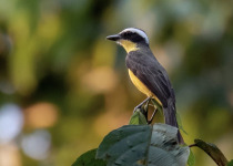 Yellow-throated Flycatcher