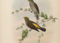 Yellow-throated Honeyguide