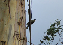 Yellow-throated Miner