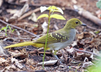 Yellow-throated Nicator