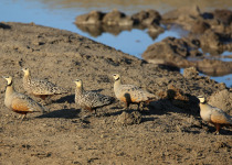 Yellow-throated Sandgrouse