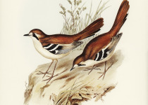 Yellow-throated Scrubwren