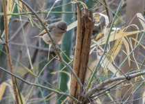 Yellow-throated Sparrow