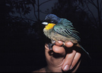 Yellow-throated Tanager