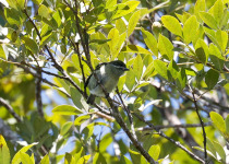 Yellow-throated Tinkerbird