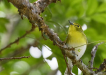 Yellow-throated Vireo