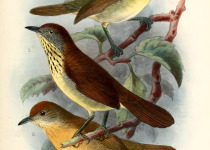 Yellow-throated White-eye