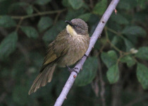 Yellow-throated Woodpecker