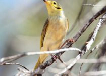 Yellow-tinted Honeyeater