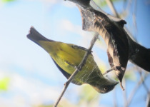 Yellow-tufted Dacnis