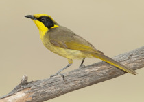 Yellow-tufted Honeyeater