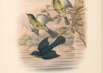 Yellow-tufted honeyeater
