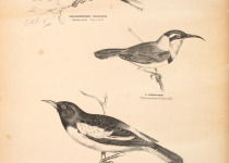 Yellow-tufted honeyeater
