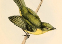 Yellow Tyrannulet