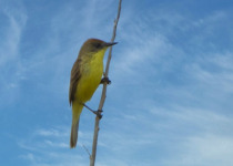 Yellow Tyrannulet