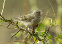 Yellow-vented Bulbul