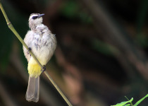 Yellow-vented Bulbul