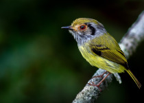 Yellow-vented Purpletuft