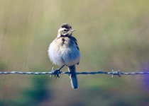 Yellow Wagtail