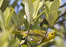 Yellow Warbler