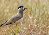 Yellow-wattled Lapwing