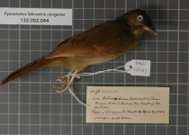 Yellow-whiskered Greenbul