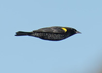 Yellow-winged Blackbird