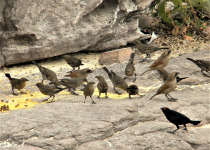 Yellow-winged Blackbird
