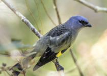 Yellow-winged Tanager