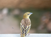 Yellow-winged Widowbird