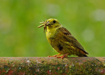 Yellowhammer