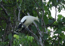 Yellowish Imperial Pigeon
