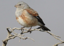 Yemen Linnet