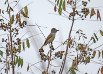 Yucatan Flycatcher