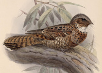 Yucatan Nightjar