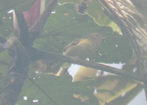 Yucatan Vireo