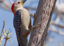 Yucatan Woodpecker