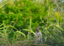 Yucatan Wren