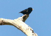 Zambezi Indigobird