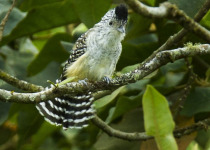 Zarumae Antshrike