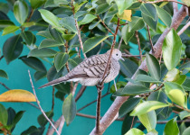 Zebra Dove