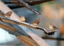 Zebra Finch